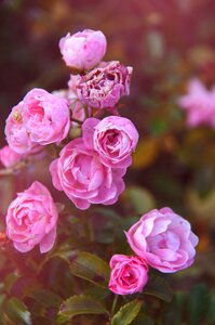 Pink romantic nice