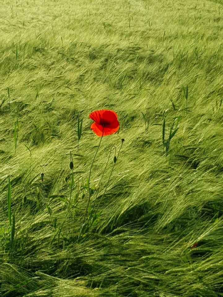 Field red nature photo