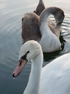 Water bird plumage swans photo