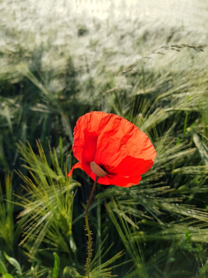 Field red nature photo