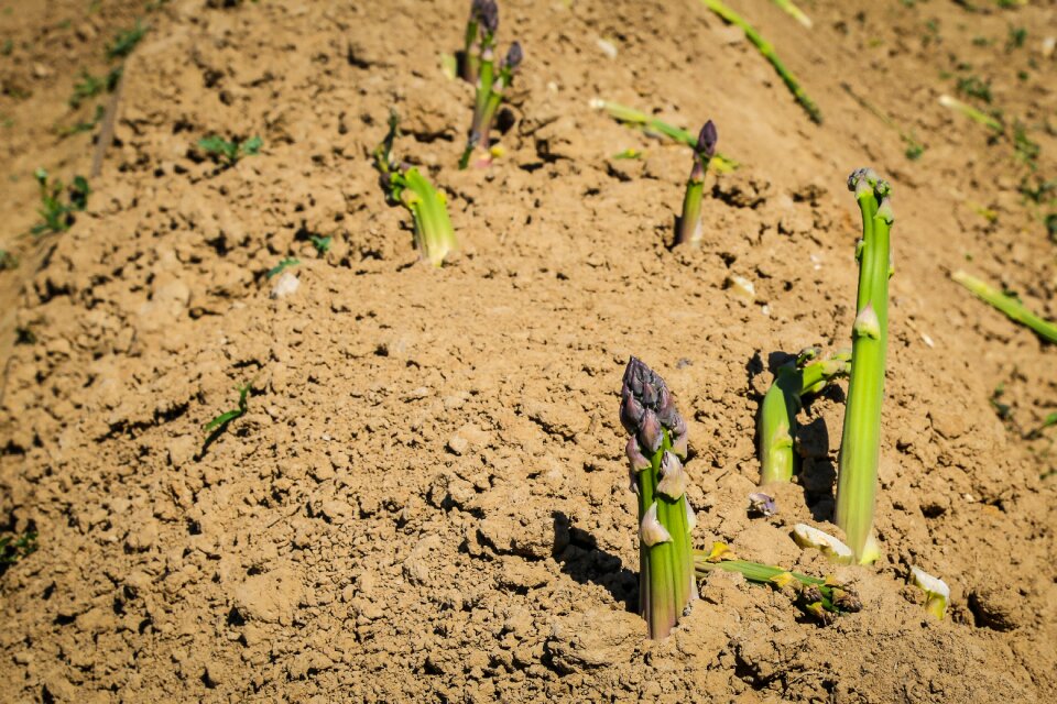 Green asparagus asparagus field food