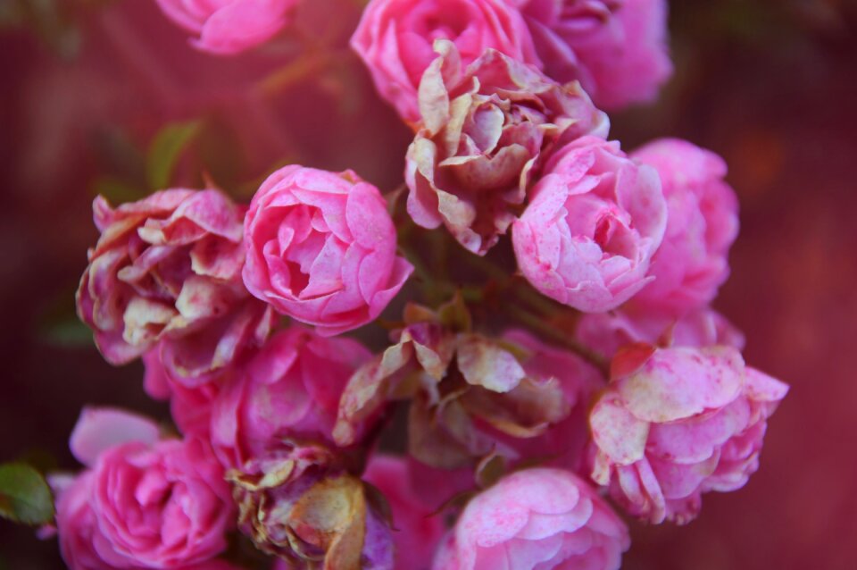 Pink romantic nice