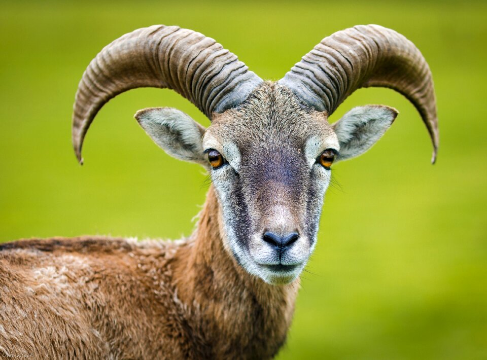 Animal world horned capricorn