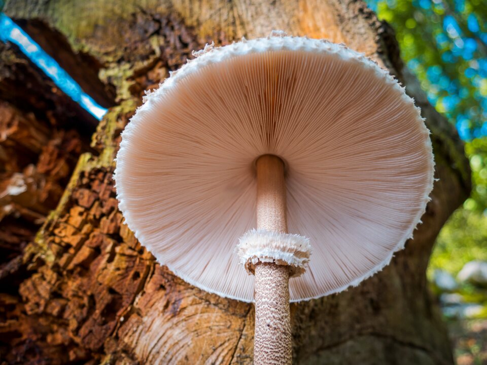 Nature edible forest floor