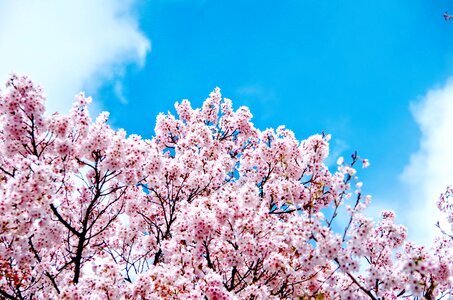 Cherry blossoms pink co higanzakura photo