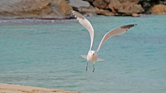 Cala mesquida flying nature