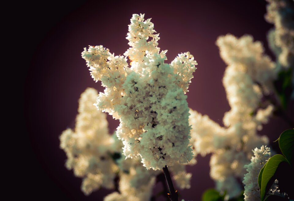 Lilac bush decoration