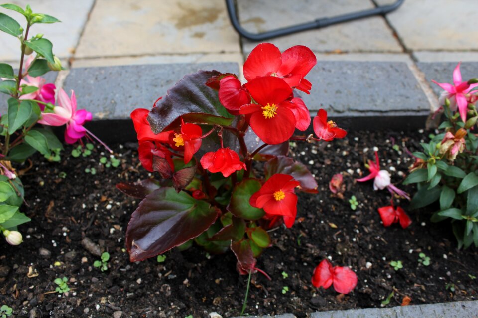 Red blossom petal
