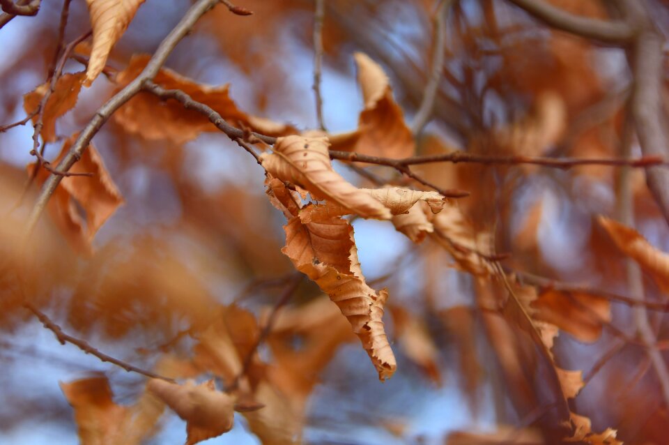 Forest dry nice