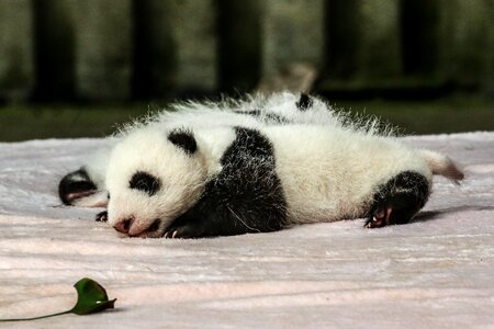 Chengdu panda baby panda
