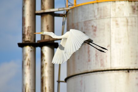 Pipe chimney bird