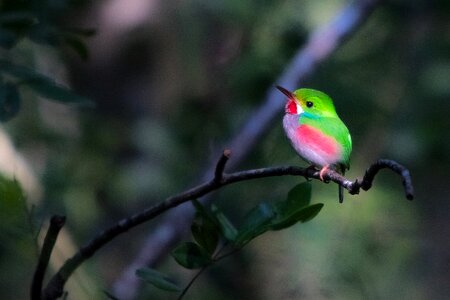 Cartacuba endemic bird photo