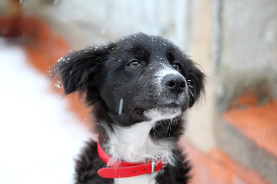 Bordercollie portrait adorable