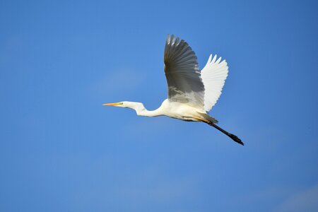 Wild birds heron egret photo
