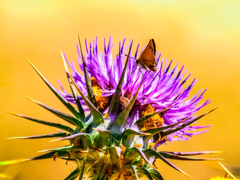 Spring closeup thistle