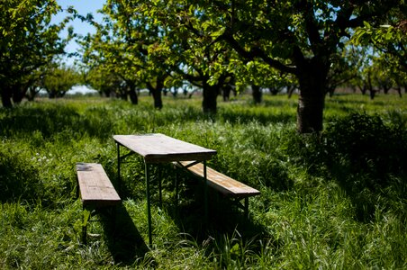 Summer day table