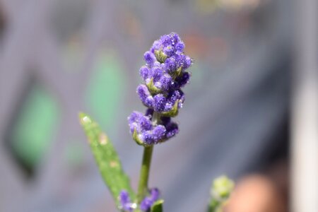 Close up flower lavender photo