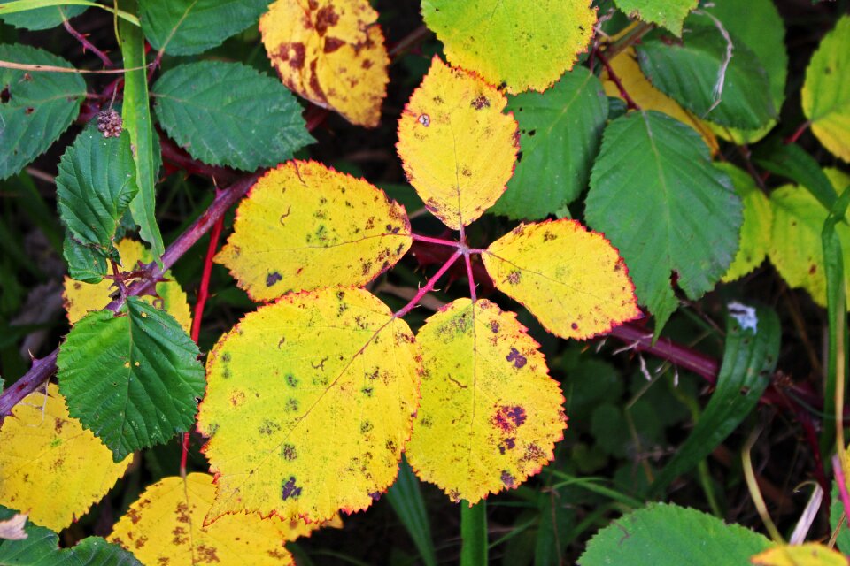 Leaves fall color colorful