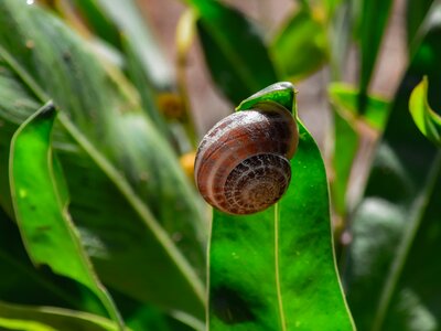 Leaf snail closeup