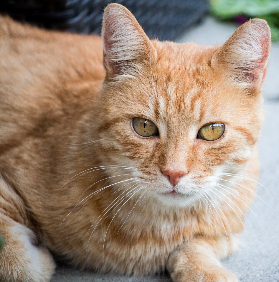 Mammal animal world cat face