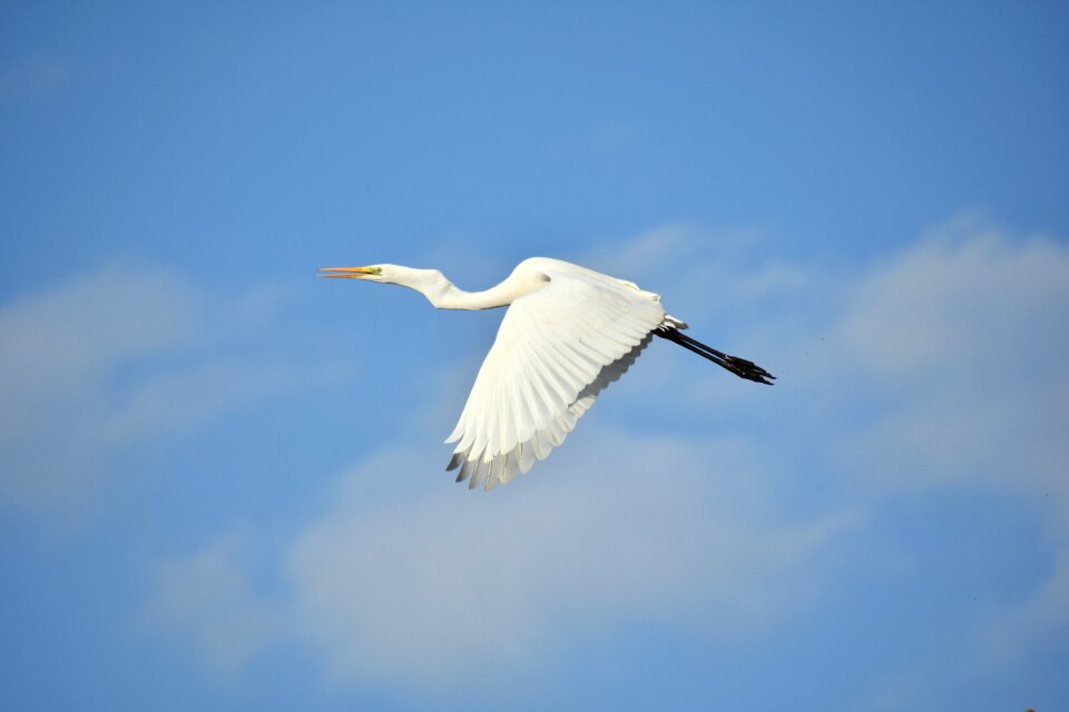 Bird wild birds heron