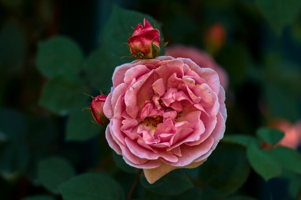 Color pink summer garden botany