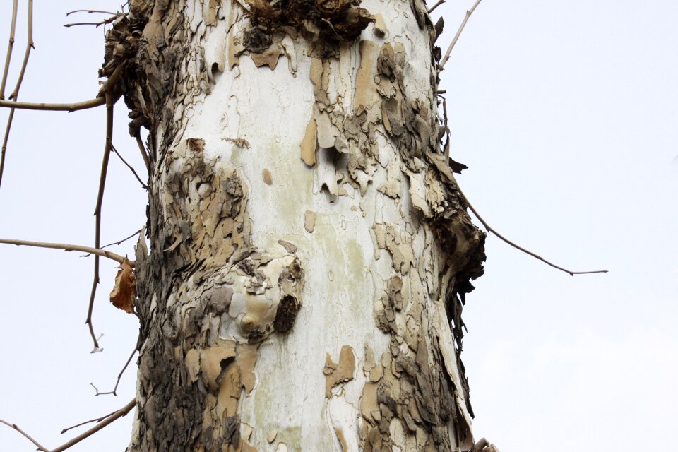 Plane tree eggplant street