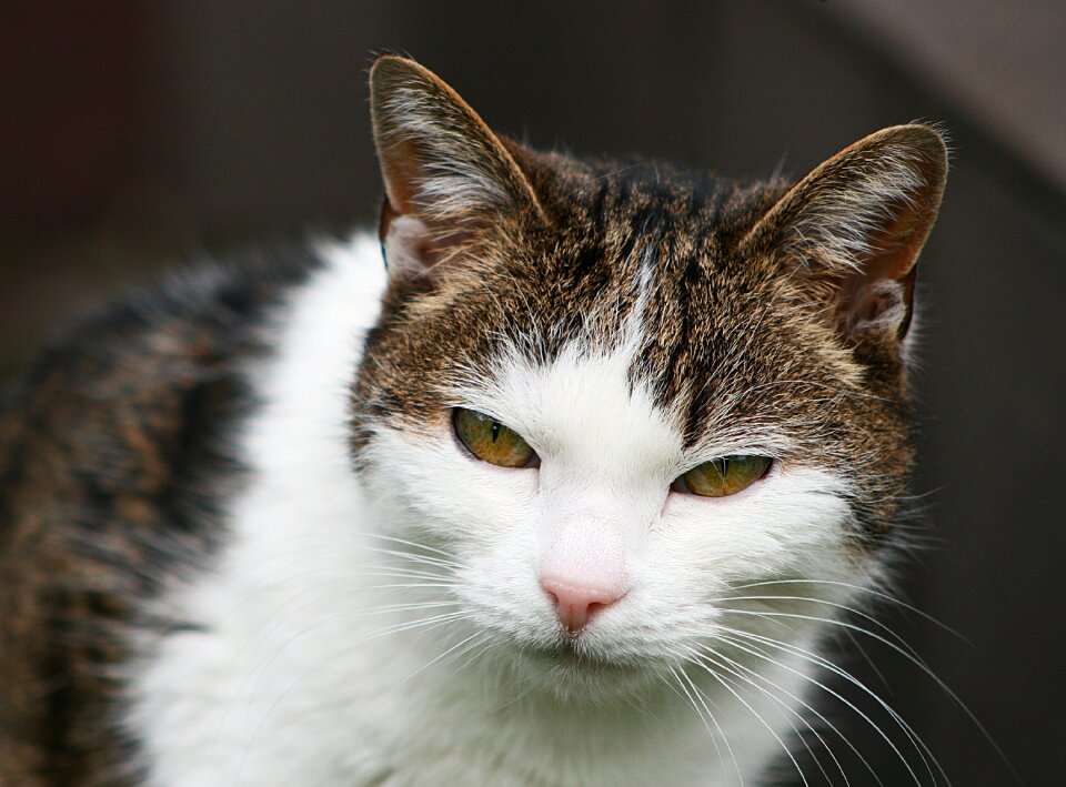Cat animal portrait
