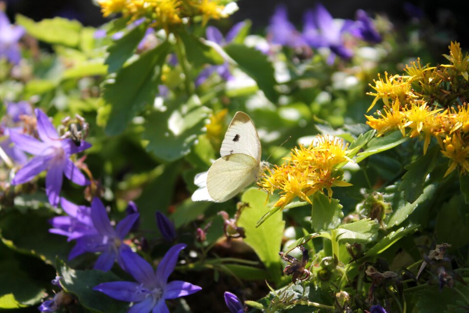 Garden summer insect