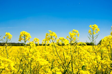 Yellow field of rapeseeds nature photo