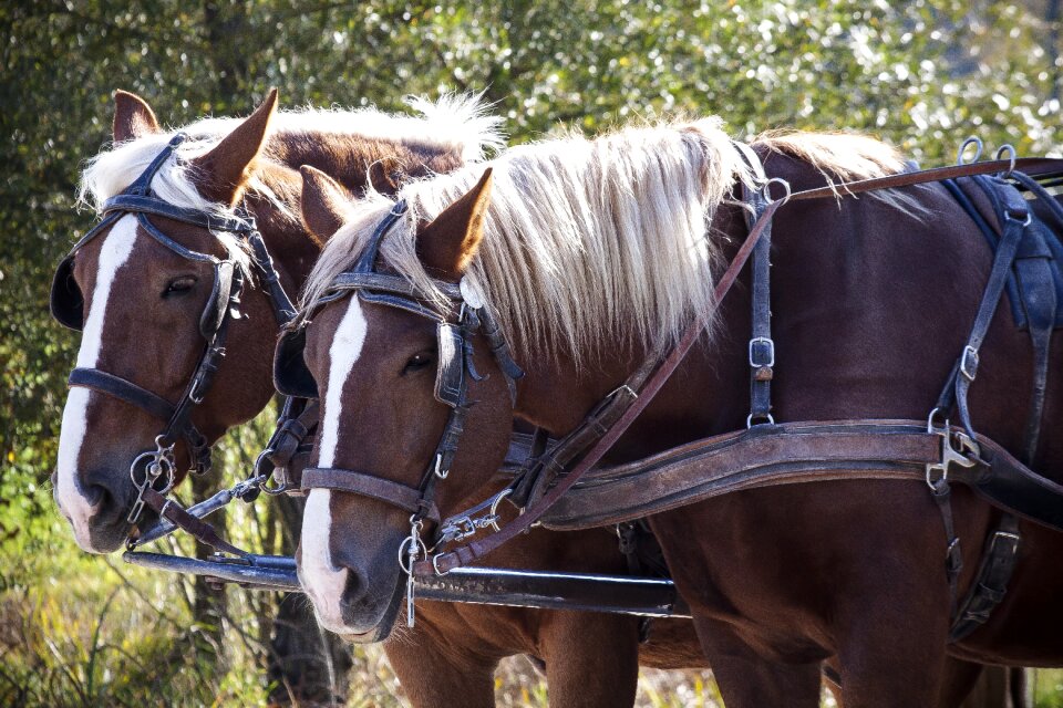 Bridle transport means of transport