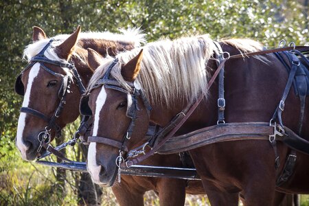 Bridle transport means of transport