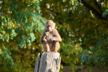 Primate mammal cute photo