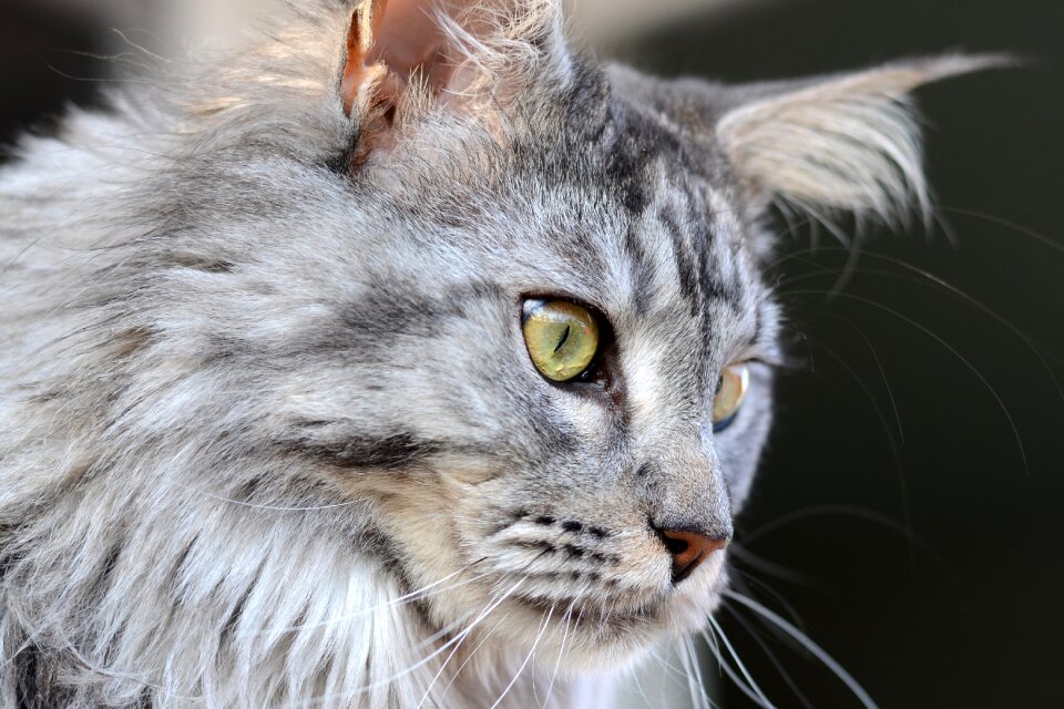 Domestic cat view eyes