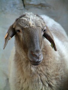 Animal mammal livestock