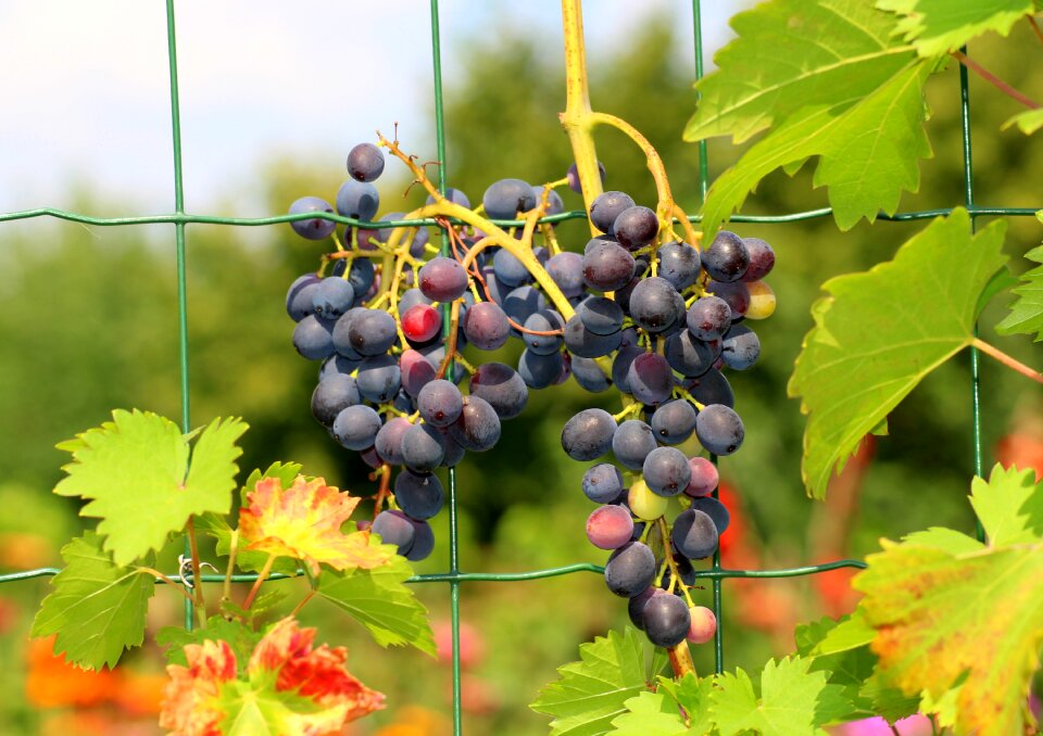 Vines gołubok mature