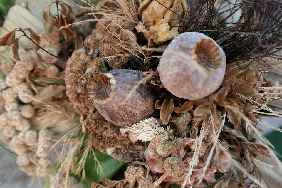 Dried ornament poppy