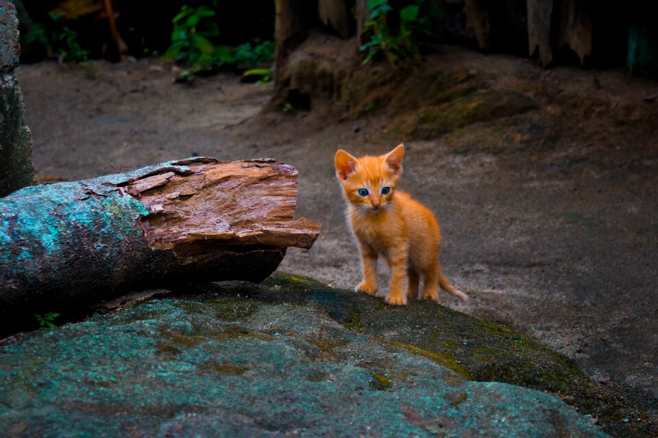 Animal feline kitten