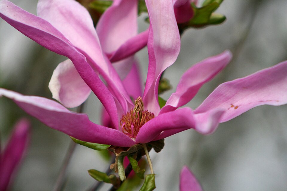 Nature garden flowers photo