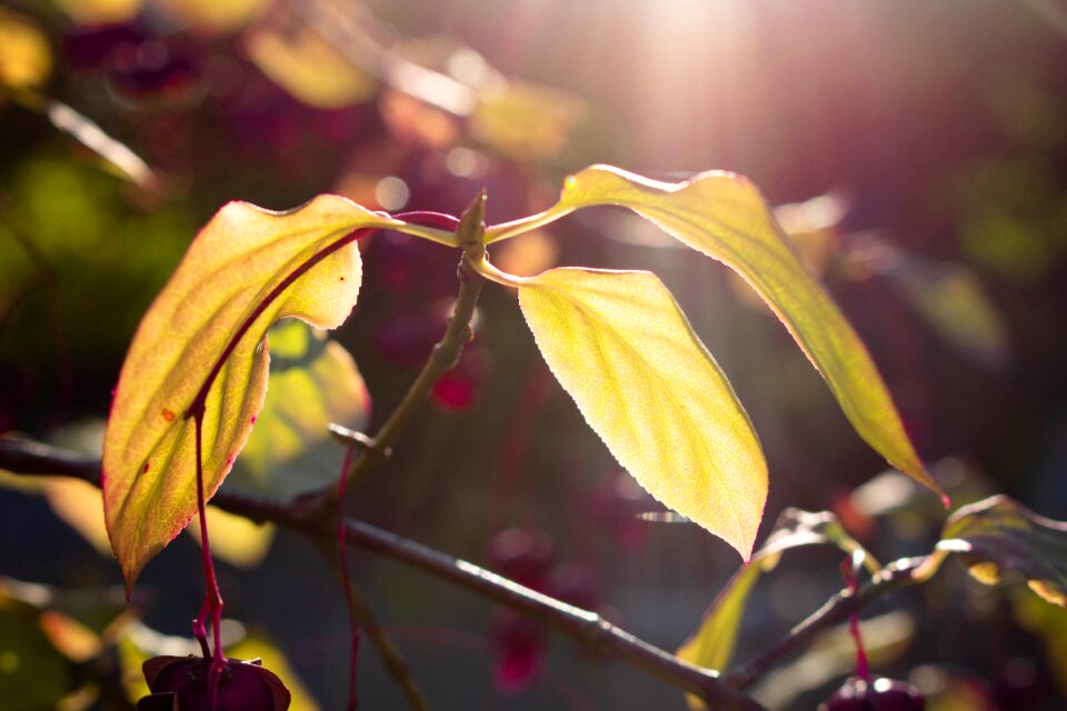 Sun sunshine autumn
