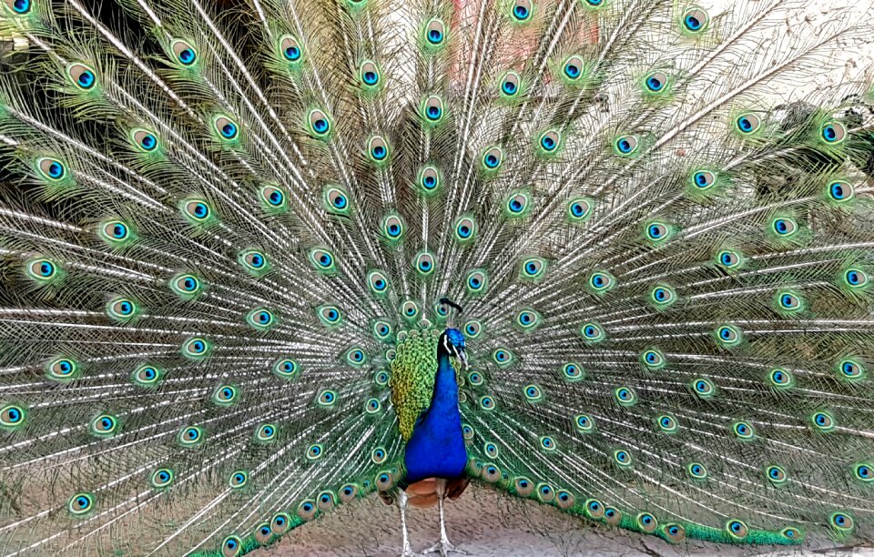 Feather plumage gorgeous
