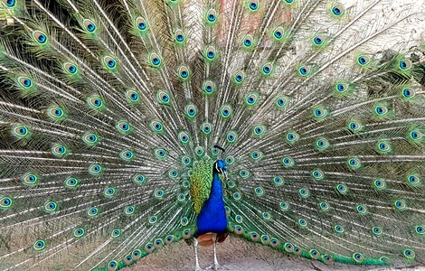 Feather plumage gorgeous