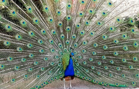 Feather plumage gorgeous photo