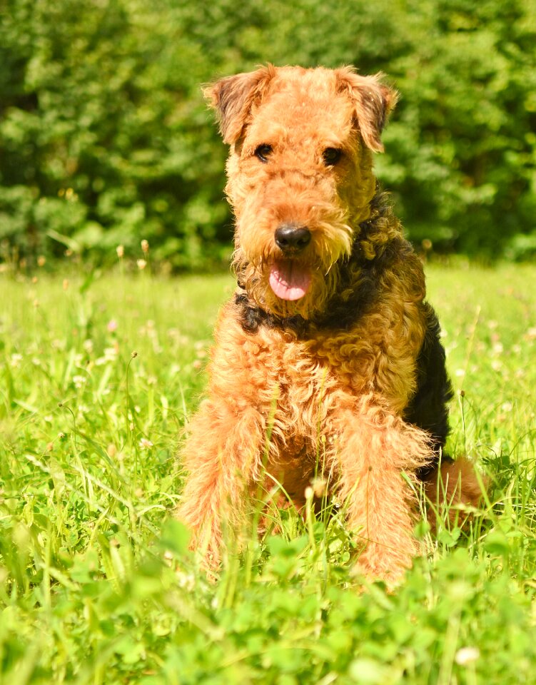 Purebred airedale race