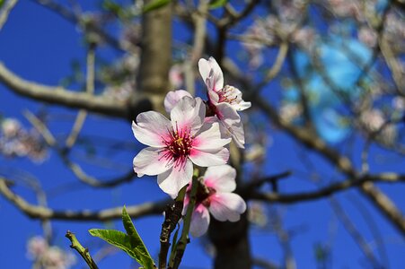 Spring almond tree nature february