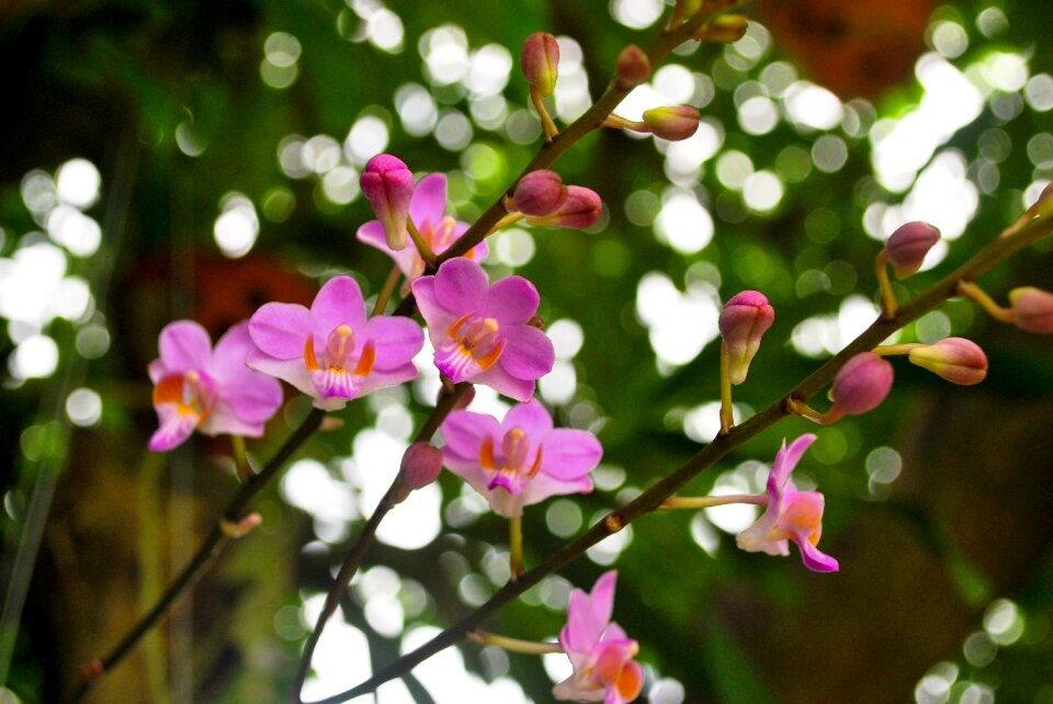 Scallops message mountain orchid