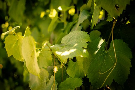 Grapevine bright garden