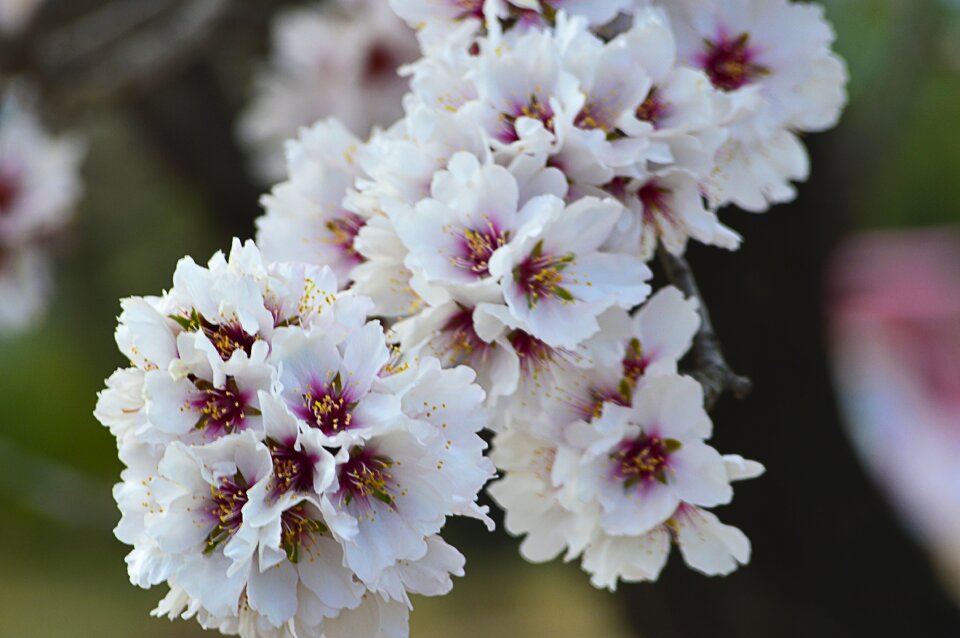 Flowering flowers almond tree