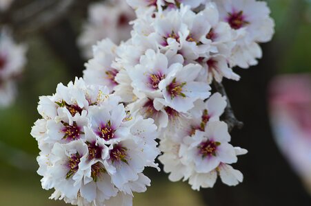 Flowering flowers almond tree photo