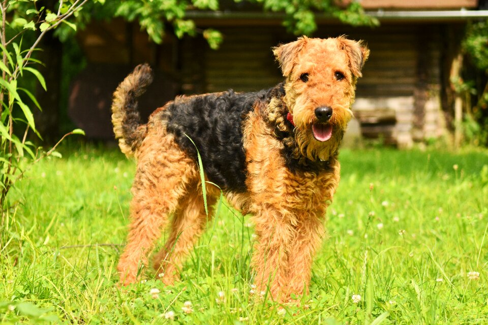 Purebred airedale race